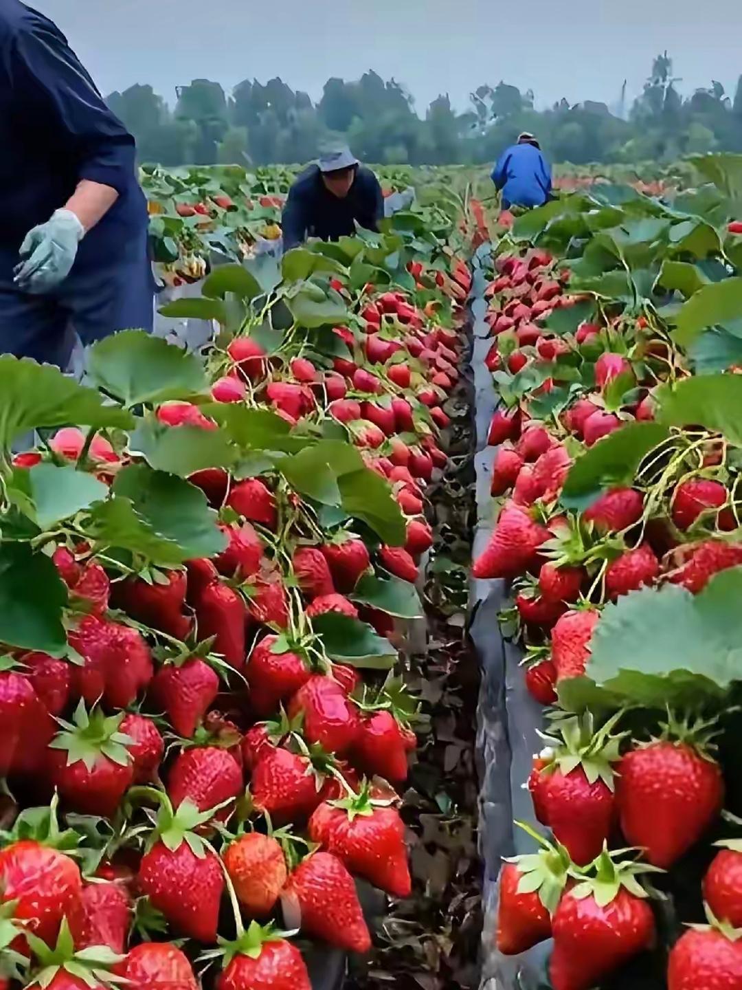 探索网络世界中的草莓图片——迈开腿，让我们共同欣赏-第1张图片