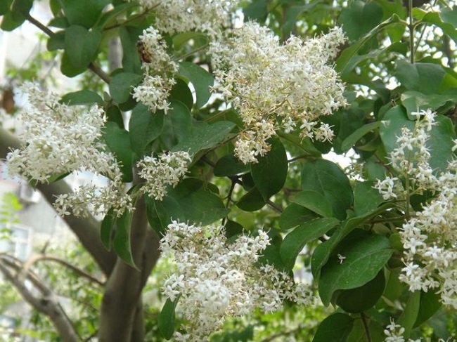 开心五月丁香花综合网五月丁香花盛开，快乐与你同行——体验开心五月丁香花综合网-第2张图片