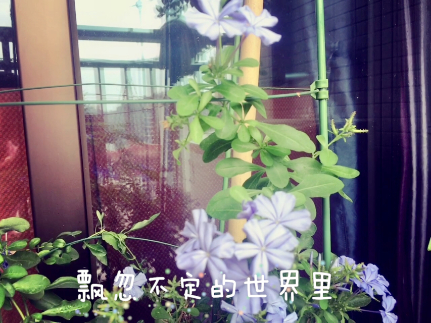 意外发现，早上醒来后的惊喜-第1张图片